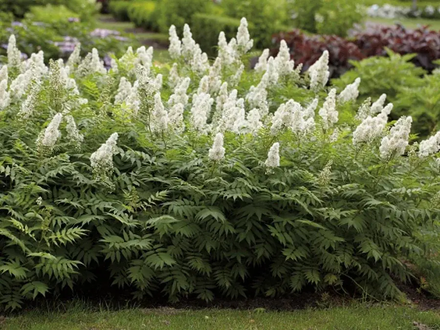 Рябинник рябинолистный (SORBARIA SORBIFOLIA)