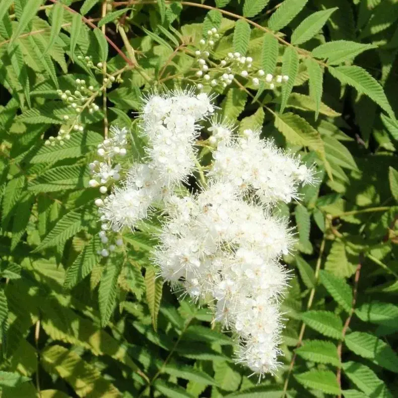 Рябинник рябинолистный (SORBARIA SORBIFOLIA)
