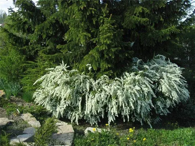 Спирея сизая 'GREFSHEIM'
