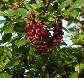 Черемуха виргинская (PRUNUS VIRGINIANA )