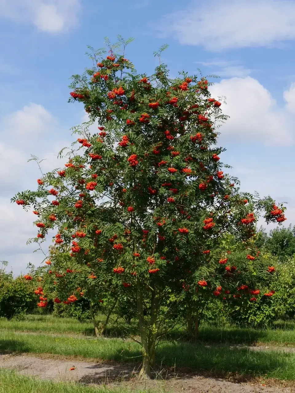 Рябина обыкновенная (SORBUS AUCUPARIA)