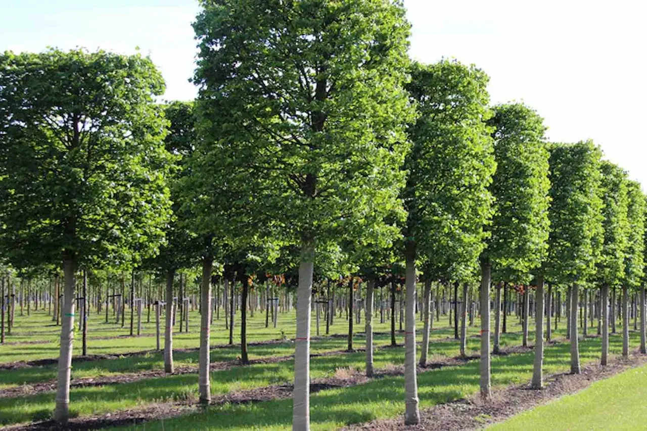 Липа мелколистная (TILIA CORDATA)