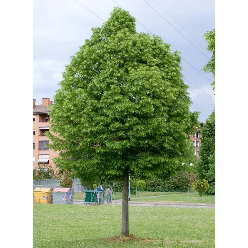 Липа мелколистная (TILIA CORDATA)