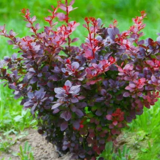 Барбарис Тунберга 'ATROPURPUREA'