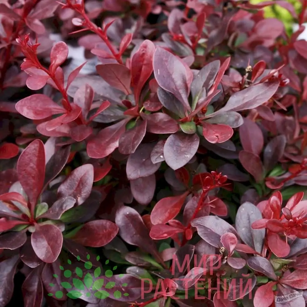 Барбарис Тунберга 'ATROPURPUREA'