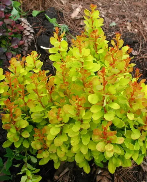 Барбарис Тунберга 'GOLDENROD'