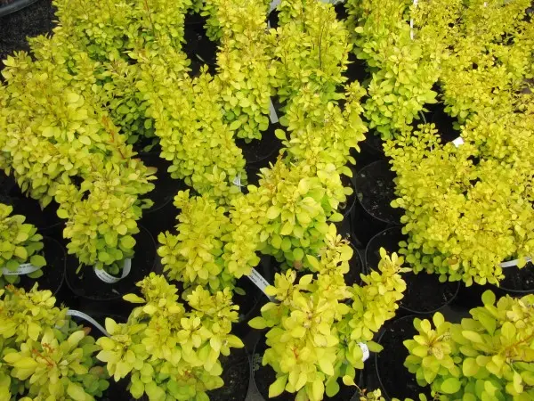 Барбарис Тунберга 'GOLDENROD'