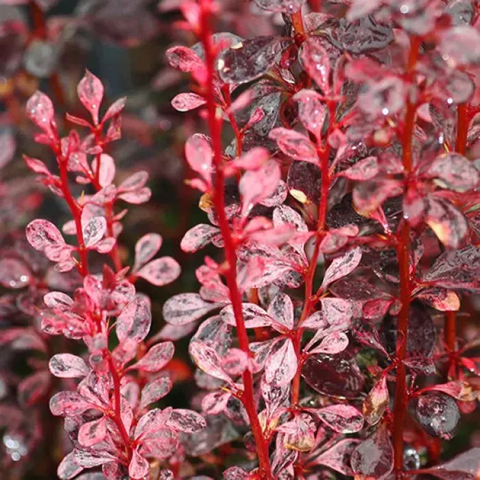 Барбарис Тунберга 'ROSY ROCKET'