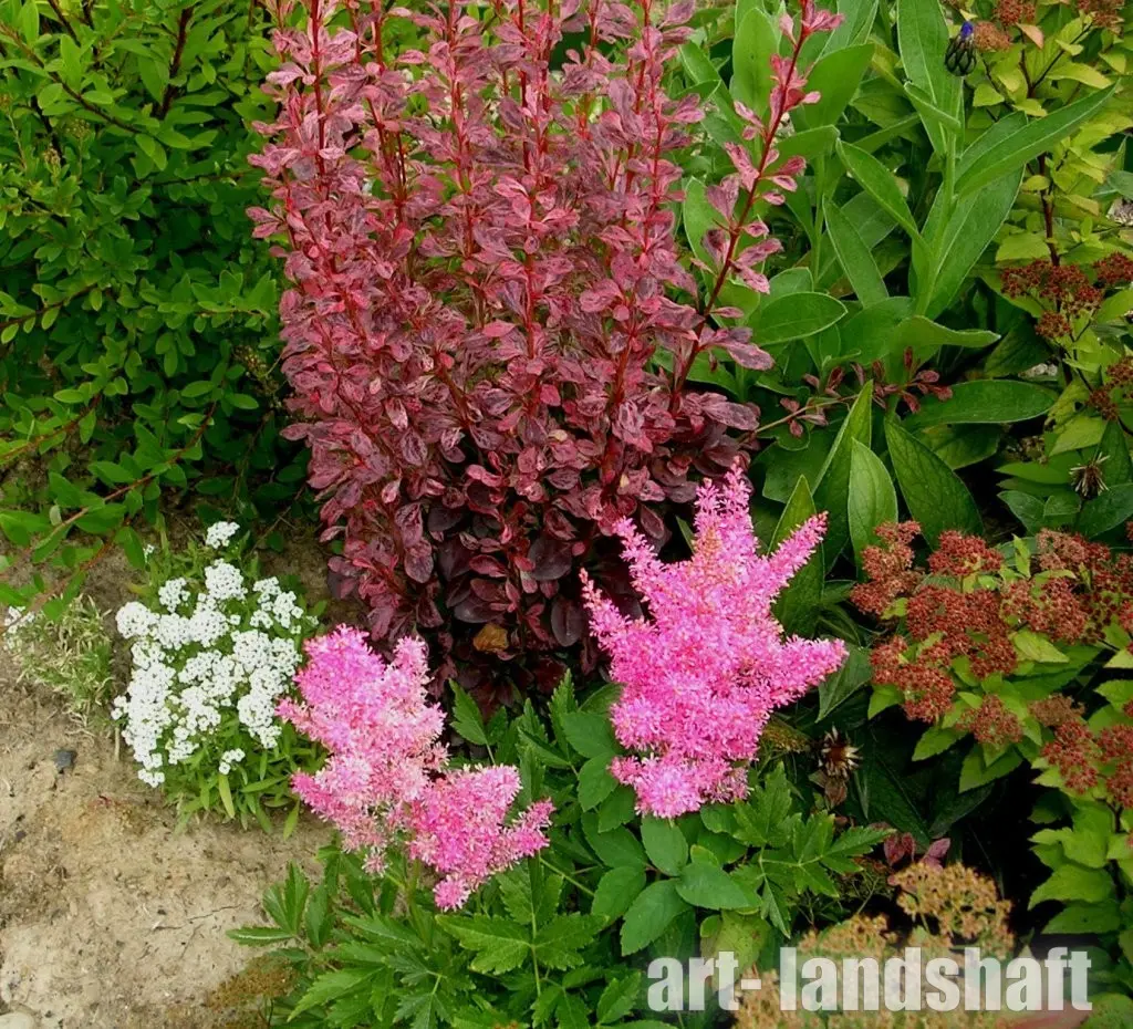 Барбарис Тунберга 'ROSY ROCKET'