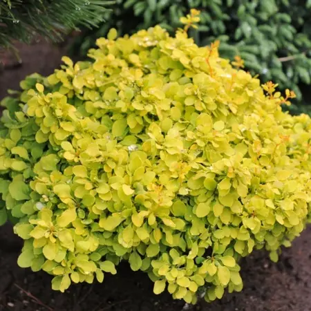 Барбарис Тунберга 'TINY GOLD'