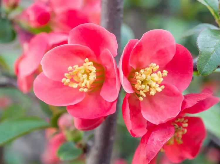 Хеномелес 'PINK LADY'