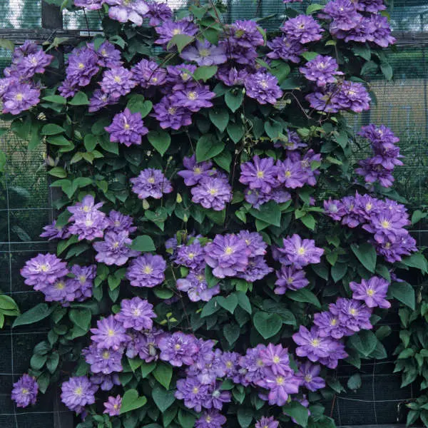 Клематис 'BLUE EXPLOSION'