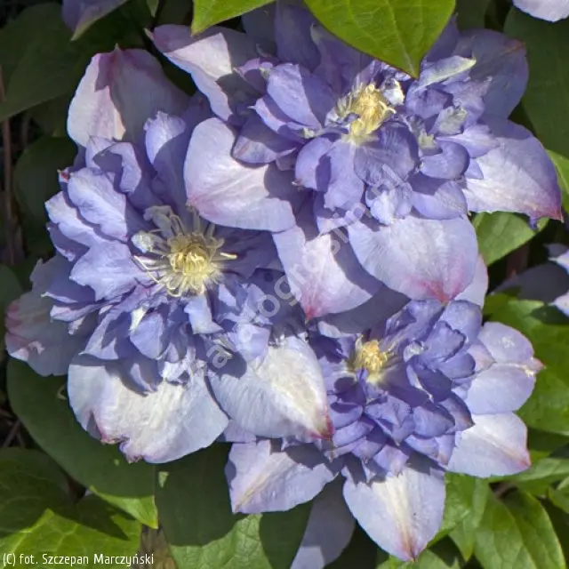 Клематис 'BLUE EXPLOSION'