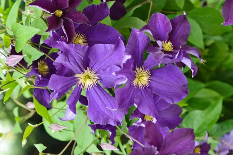 Клематис 'VIOLA'