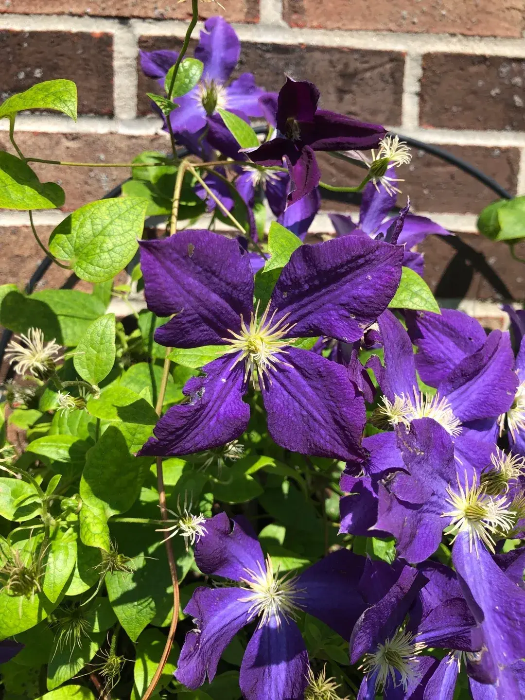 Клематис 'VIOLA'