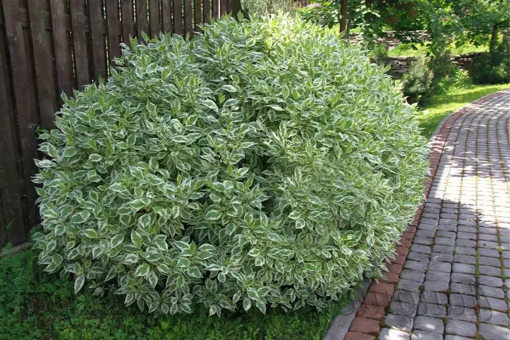 Дерен белый 'ELEGANTISSIMA'