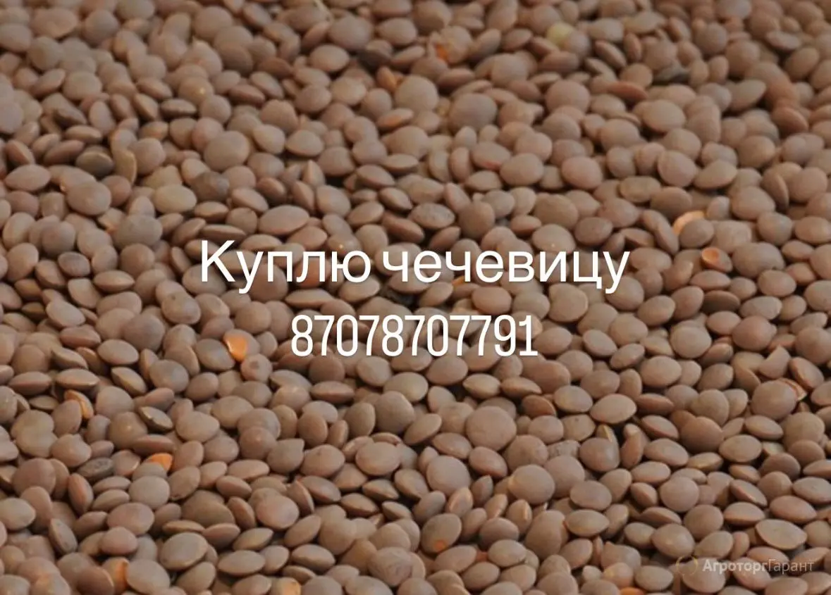 На постоянной основе закупаю чечевицу красную