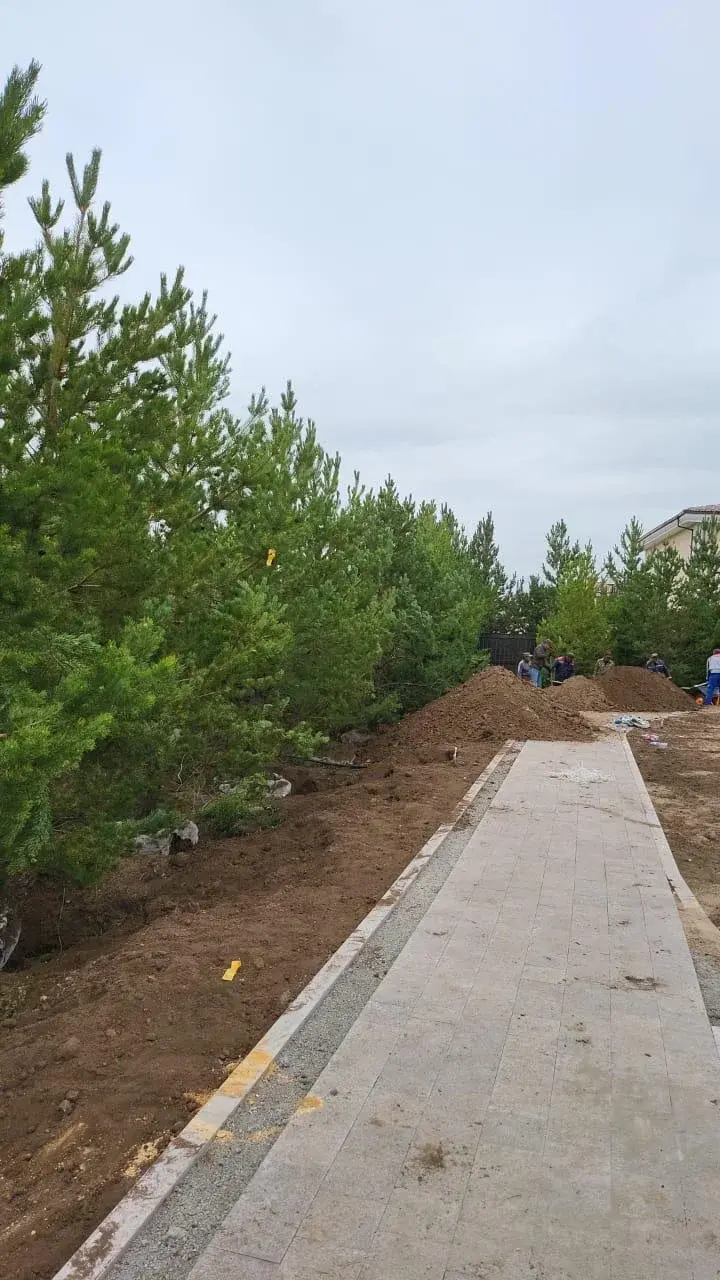 Посадка деревьев и кустарников