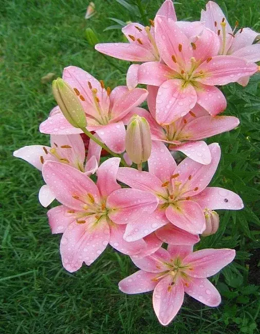 Лилия Бриндизи в р9