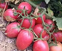 Семена томаты Бренди Розовые