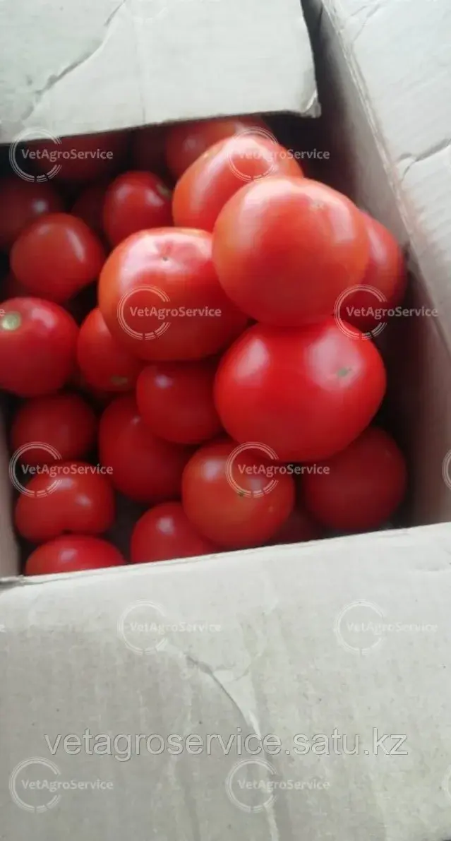 Семена томата БОБКАТ F1 Syngenta 1000 семян Код: BOBCATF1
