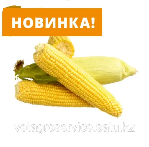 Кукуруза сладкая МЕССЕНДЖЕР F1 Seminis 5000 семян Код: MESSENDGERF1