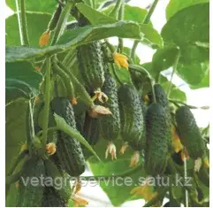 Огурец ЭКОЛЬ Syngenta 500 семян