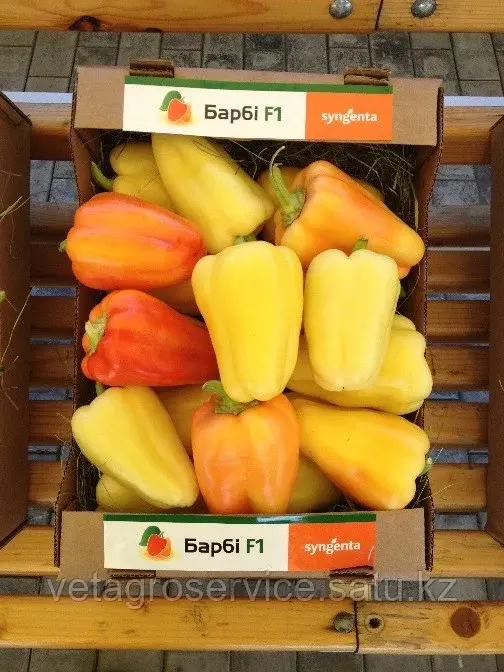 Семена сладкого перца Барби F1 (для всех типов выращивания) Syngenta 500 семян Код: BARBYF1