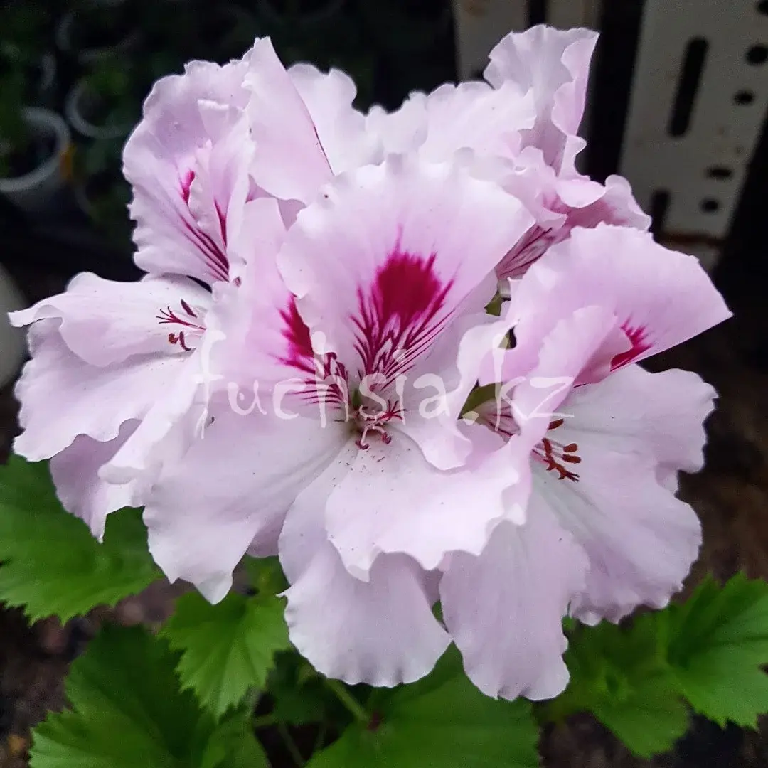 Lilac Eline / укор.черенок Код: 0135