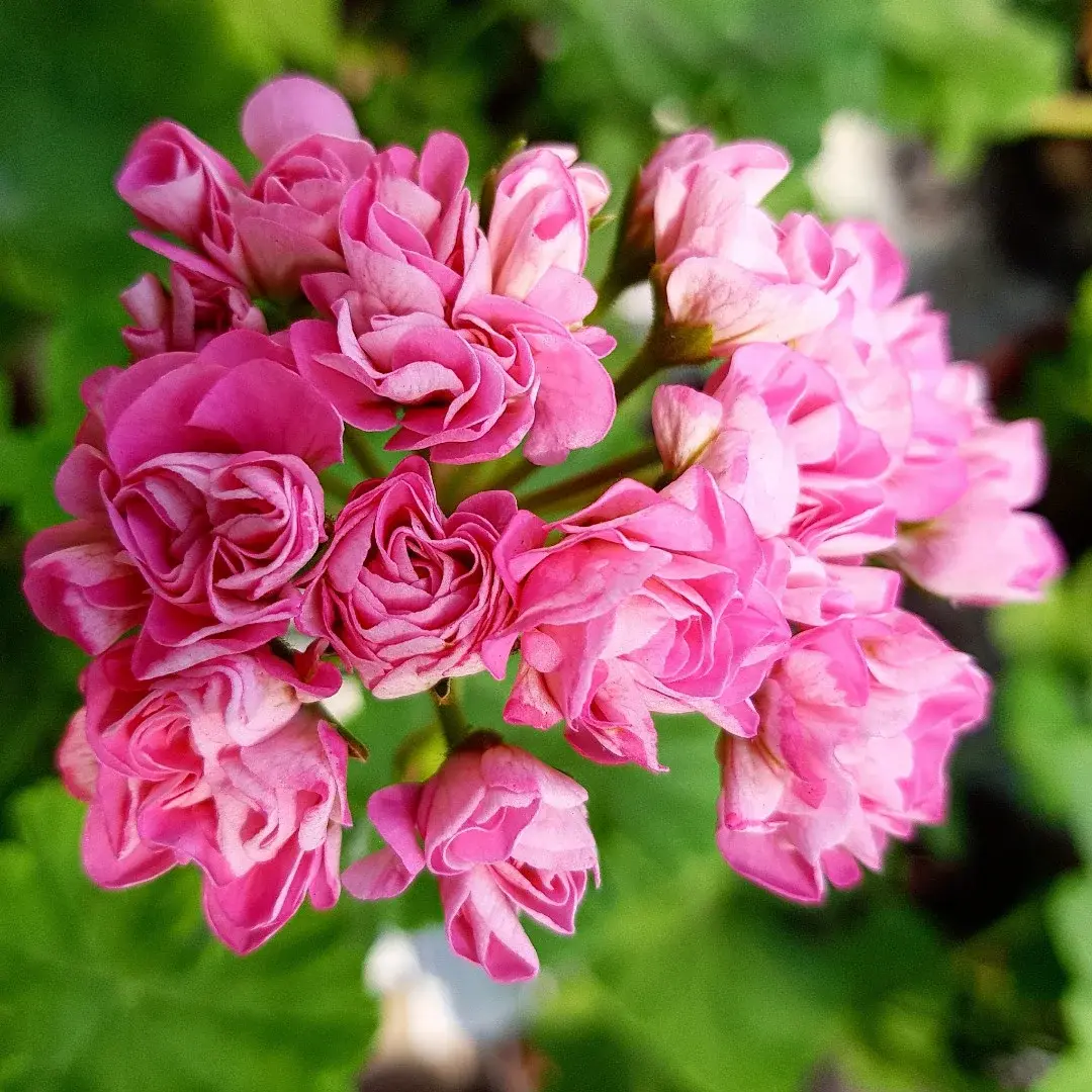 Swanland Pink/Austalien Pink Rosebud /розебуд/ укор.черенок