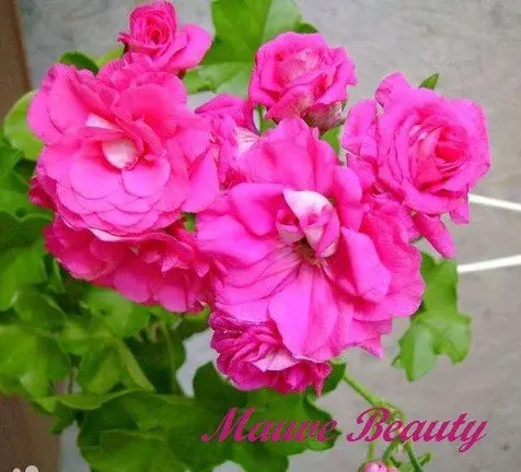 Mauve Beauty взрослые Код: 0222