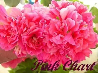Pink Chart / укор.черенок Код: 0238