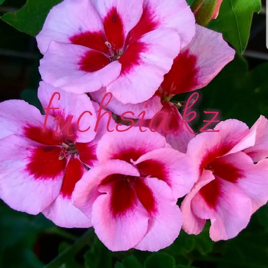 Americana Rose Magenta Splash / укор.черенок
