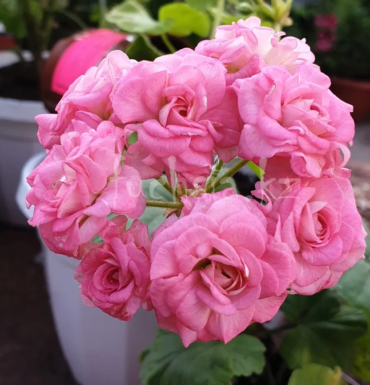 Grainder's Antique Rose / укор.черенок