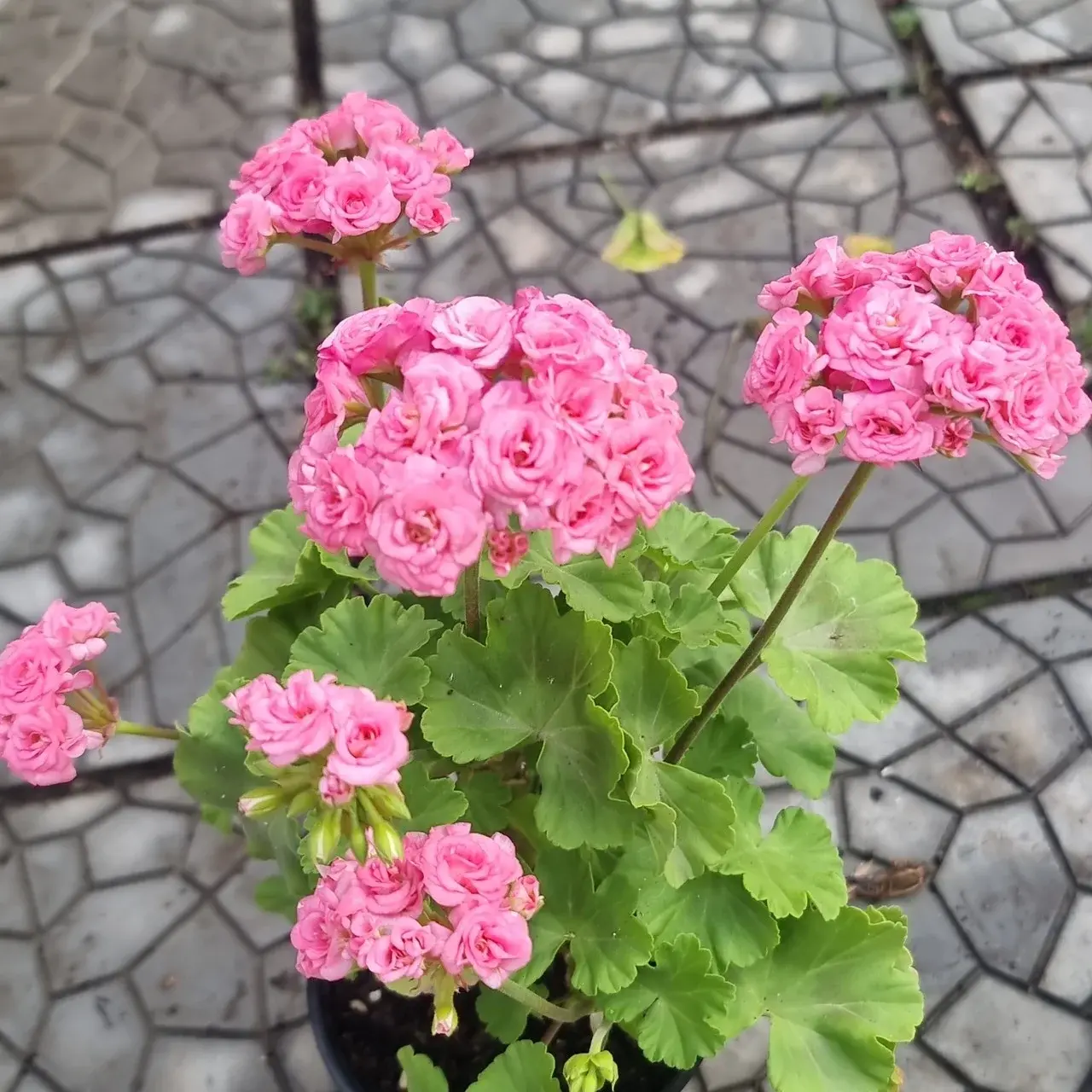 Grainder's Antique Rose / укор.черенок