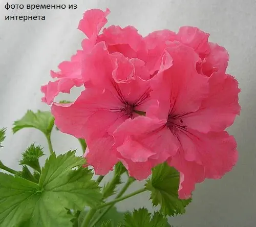 Linda / укор.черенок Код: 0136