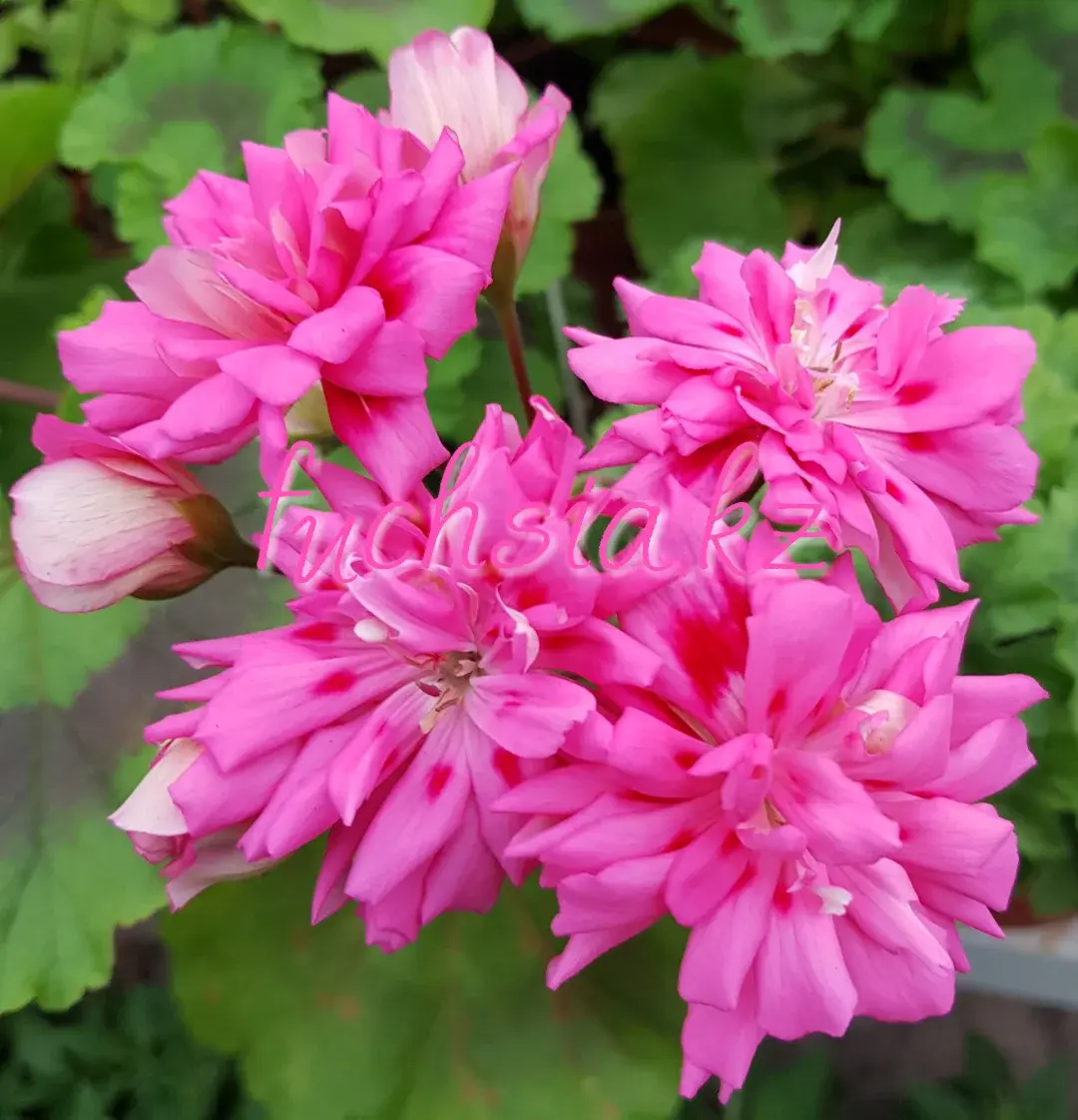 Unicorn Zonartic Rose /зонартик /подрощенное растение