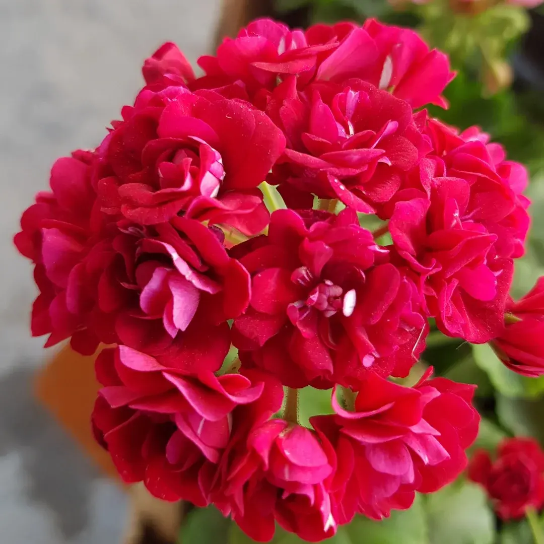 Rose of Bulgarien/розебуд / укор.черенок