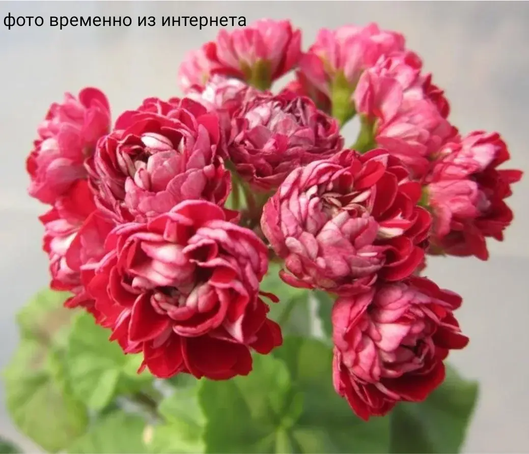 Розин Живые Розы(росс.селекция)/ укор.черенок