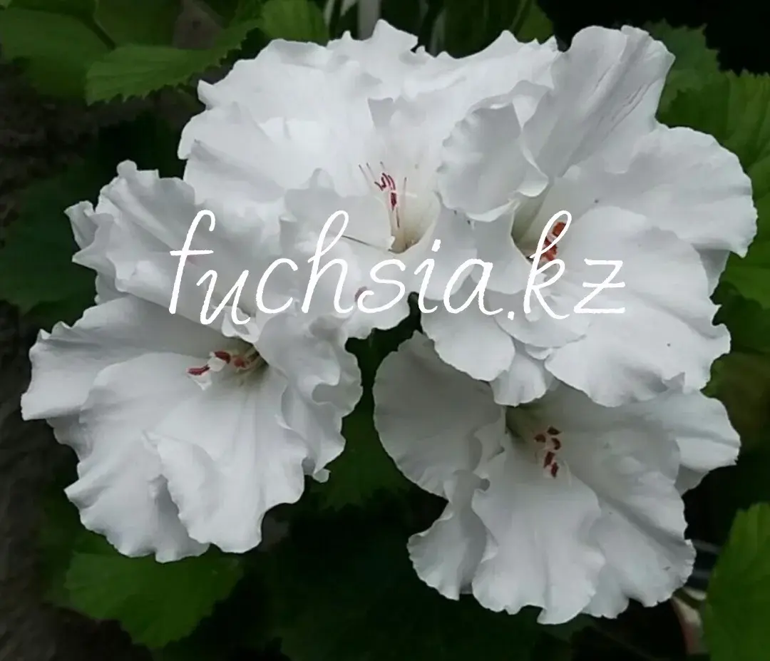Double White/ укор.черенок Код: 0115