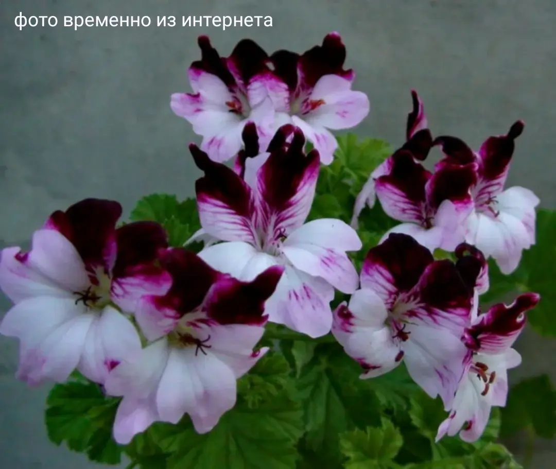 Debbie / укор.черенок Код: 1006