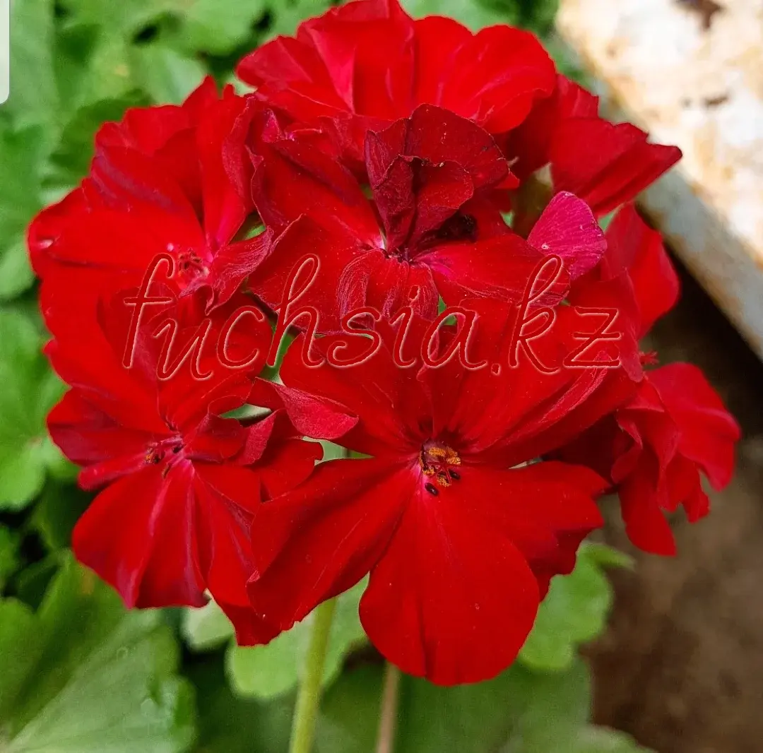 Calliope Dark Red / укор.черенок Код: 0004