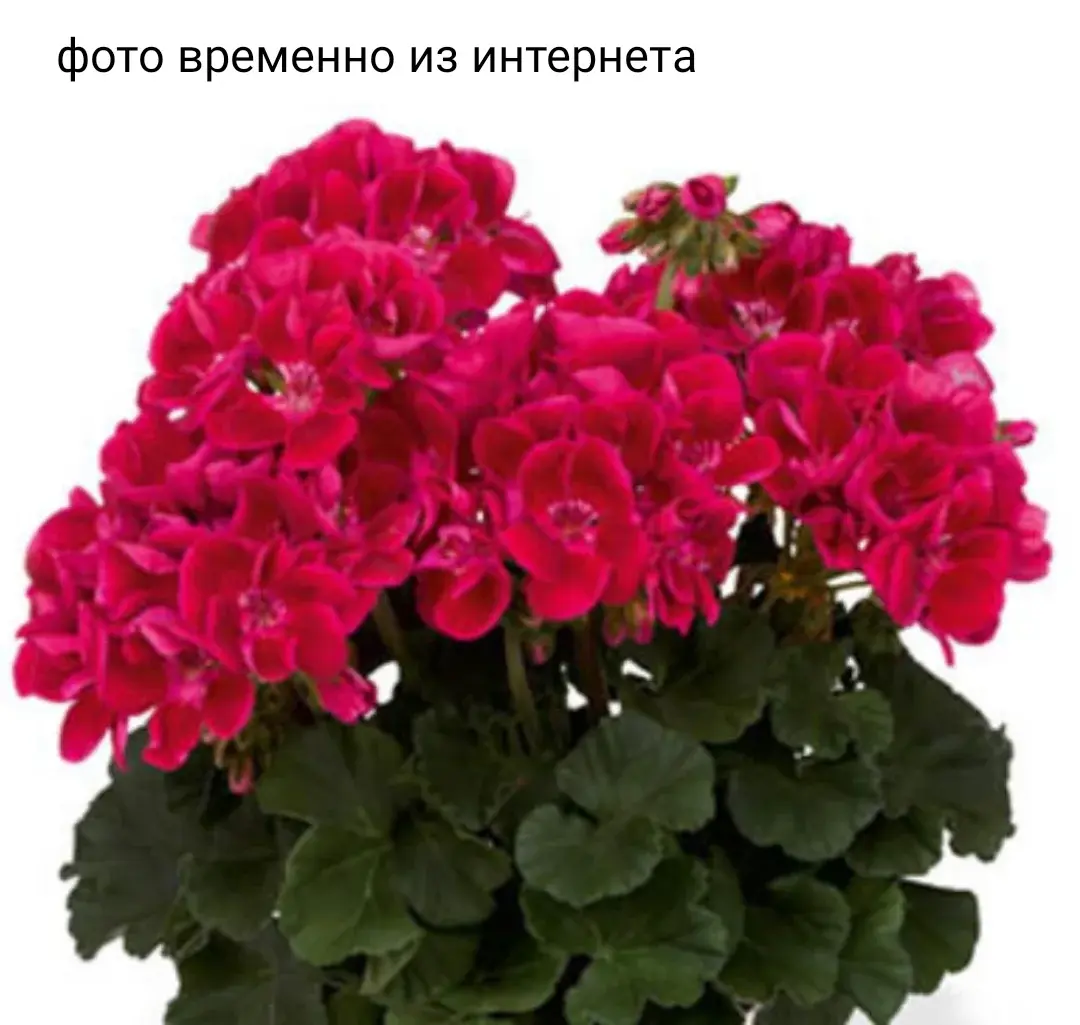 Tex Mex Ruby/ подрощенное растение Код: 0018