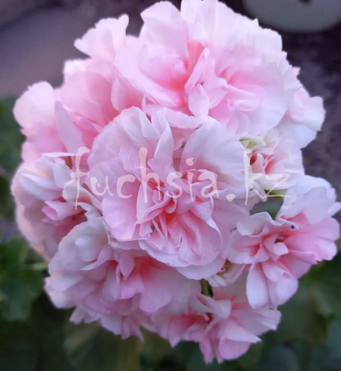 MD Somnul Dulce/ укор.черенок