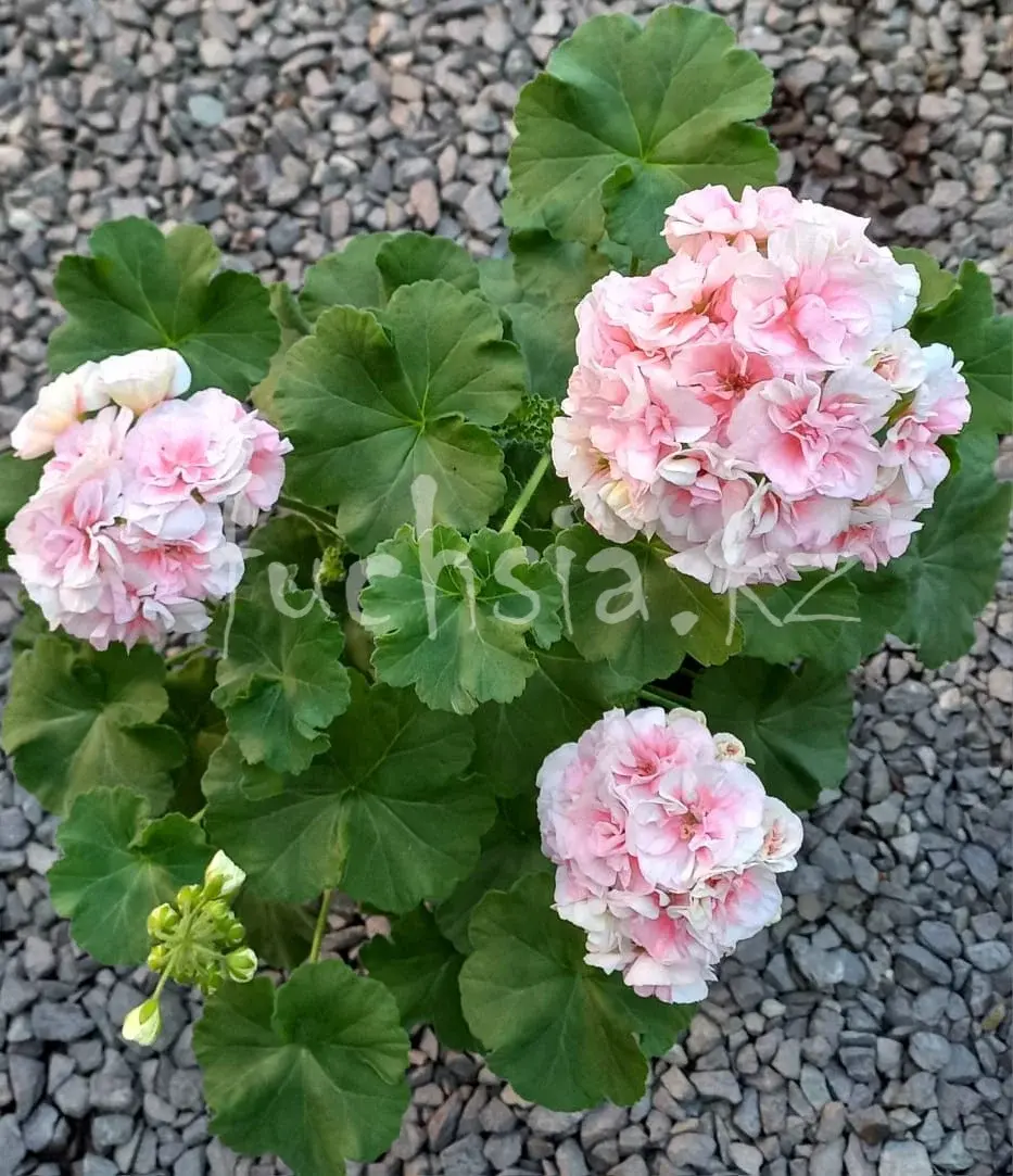 MD Somnul Dulce/ укор.черенок