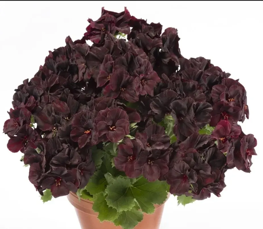 Pac Aristo Black Velvet / укор.черенок Код: 0141