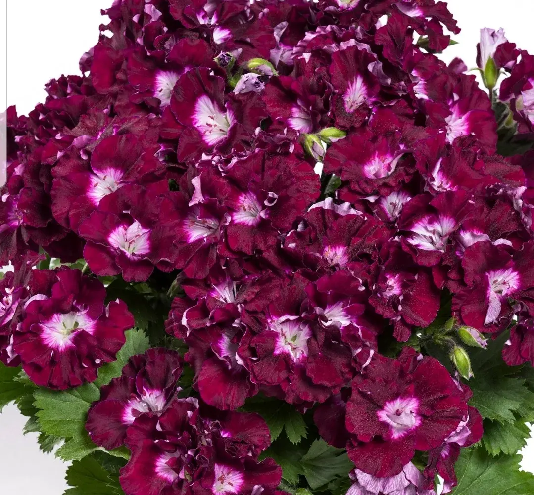Pac Bermuda Merlot / укор.черенок Код: 0143