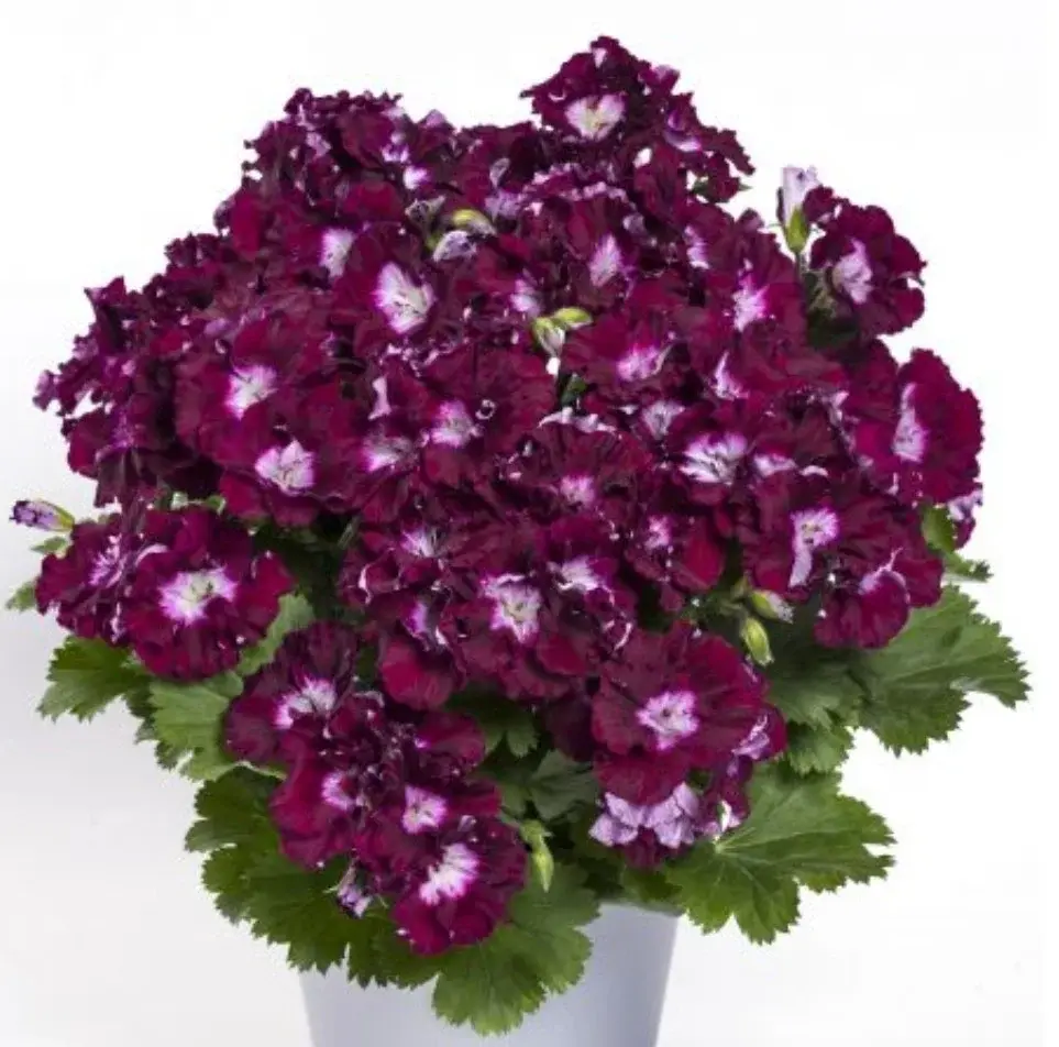 Pac Bermuda Merlot / укор.черенок Код: 0143