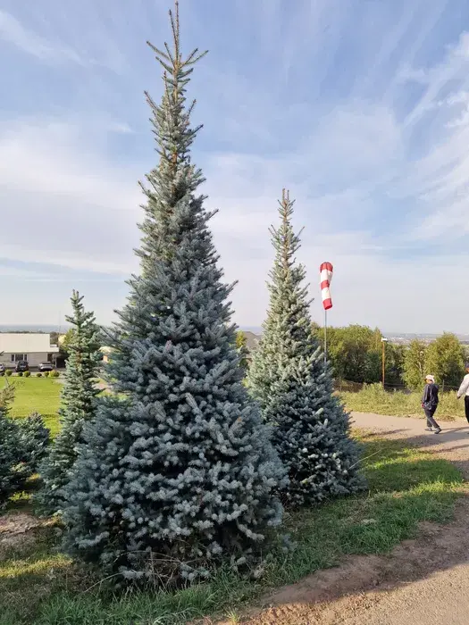 Саженцы ели