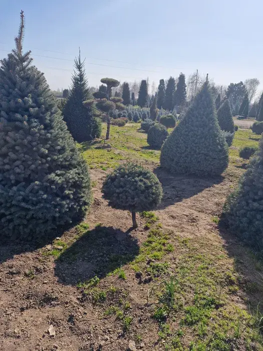 Ель голубая зелёная и сизая
